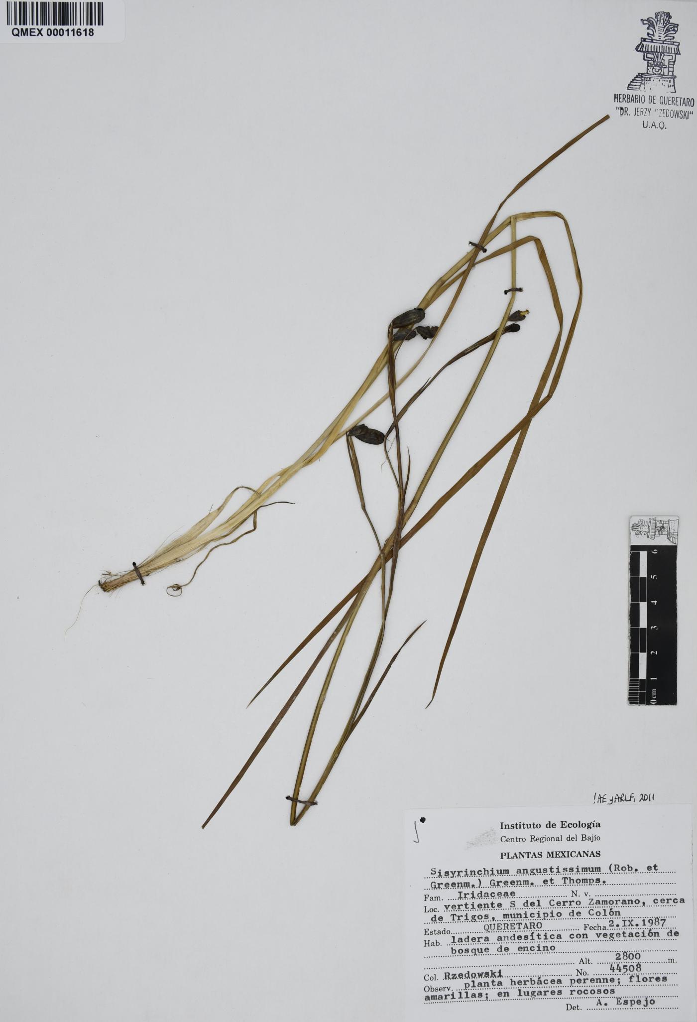 Sisyrinchium angustissimum image